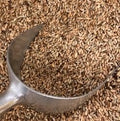 Organic Whole Rye Grain