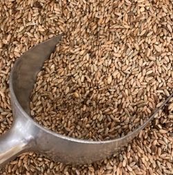 Organic Whole Rye Grain
